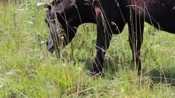 在村庄的夏日草地上放牧奶牛视频的预览图