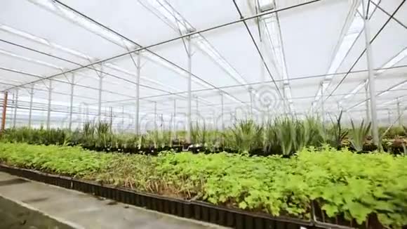 在现代温室里在温室里生长的新鲜有机生菜视频的预览图
