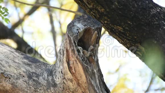 鸟斑点点的猫头鹰猫头鹰在中空的树干上视频的预览图