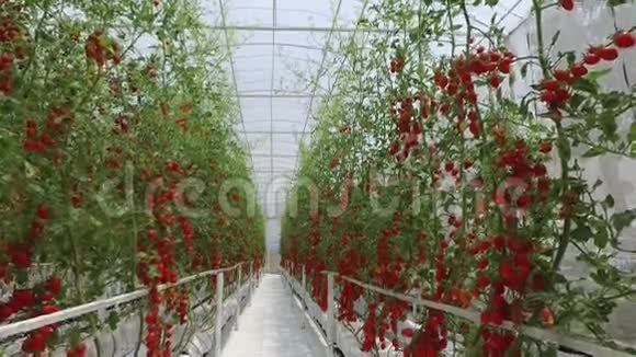 在泰国北部的一个农场里种植成熟的天然西红柿视频的预览图