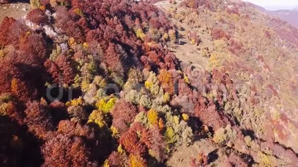 秋季期间用警告色对树林进行空中探索视频的预览图