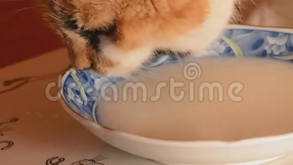 猫特写舔奶视频的预览图