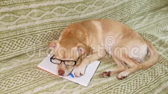 戴眼镜的狗教育观念视频的预览图