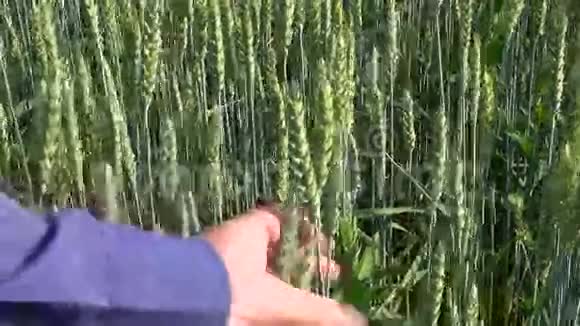 农学家在田间寻找麦穗视频的预览图