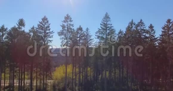 松树森林从上面视频的预览图