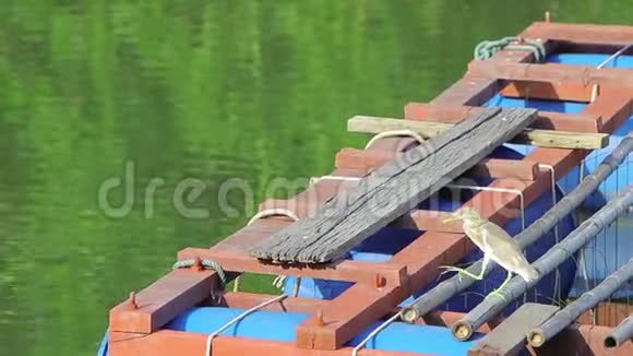 一只灰色的小鹭正在码头上的一条河上钓鱼视频的预览图