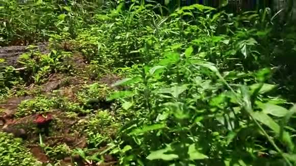 山河瀑布穿越植物视频的预览图
