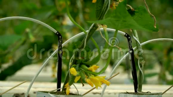 采用滴灌法在温室内种植黄瓜相机动作平稳视频的预览图