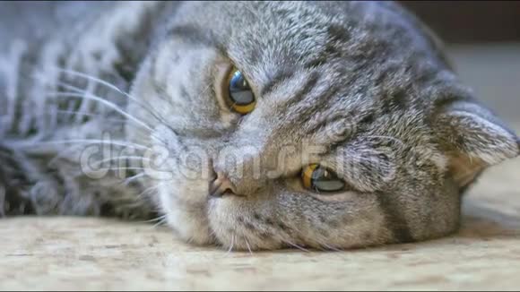 苏格兰褶皱猫病了视频的预览图