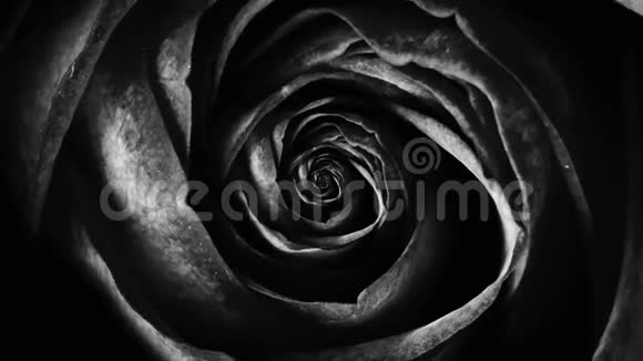 抽象黑色柔软的玫瑰花瓣旋转的花朵无缝的环罗丝布德旋转的俯视图催眠视频的预览图