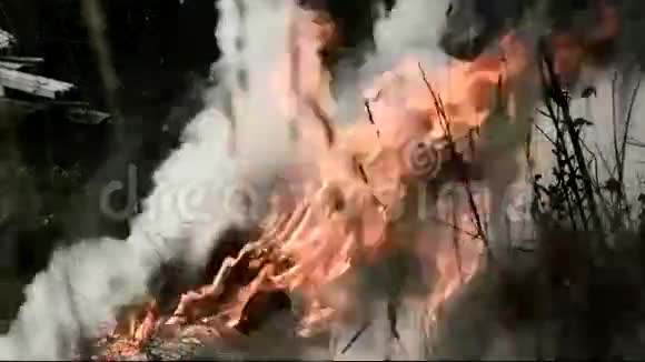 开火燃烧的草木头泥炭森林相机在动视频的预览图