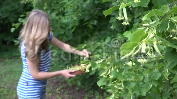 女性草药医生采摘林登花作为草药4K视频的预览图