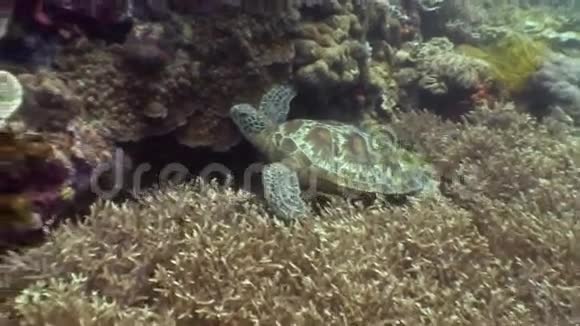 菲律宾海洋中彩色珊瑚背景下的海龟视频的预览图
