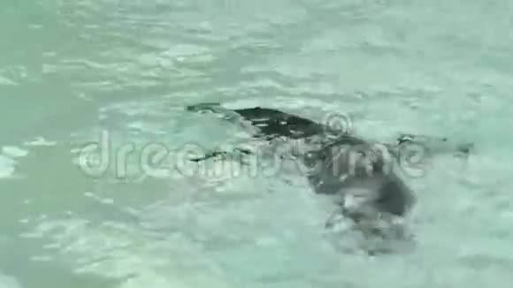 企鹅游泳视频的预览图