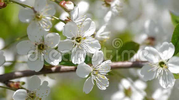蜜蜂授粉开花树春花慢动作大自然夏天美丽的花朵收集花粉蜜蜂视频的预览图