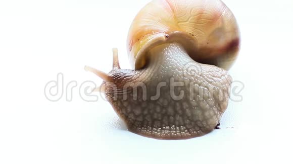 巨型蜗牛阿查蒂娜视频的预览图