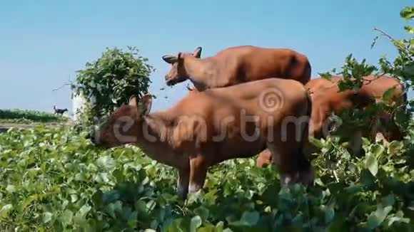 巴厘岛班腾奶牛吃草视频的预览图