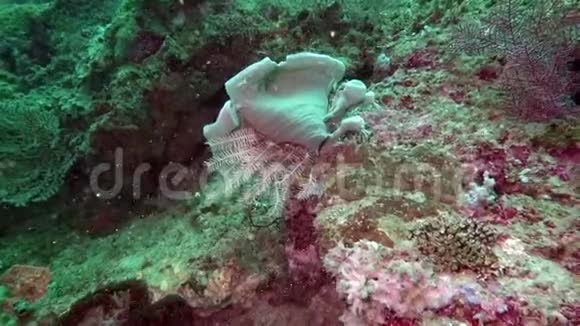 美丽的彩色硬软珊瑚在水下的海洋巴厘岛印度尼西亚视频的预览图