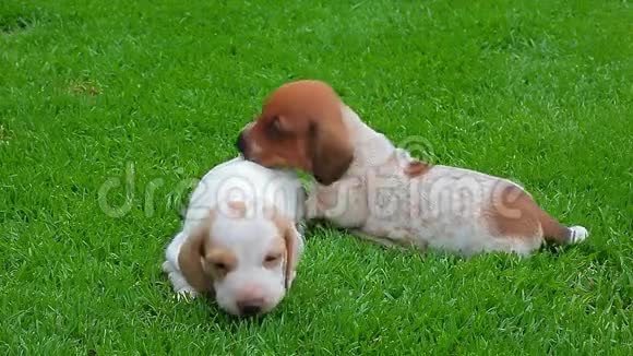 小狗肖像花园草地背景高清镜头视频的预览图
