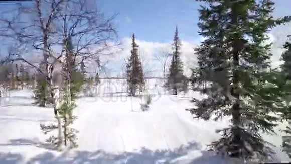 在阳光明媚的冬日低空飞越雪林视频的预览图