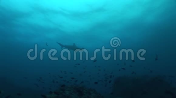 鲨鱼潜水水下视频加拉帕戈斯群岛太平洋视频的预览图