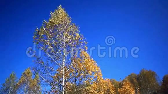 天空中的秋树大自然浪漫的构图视频的预览图