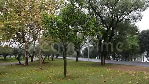 长沙的秋天公园视频的预览图
