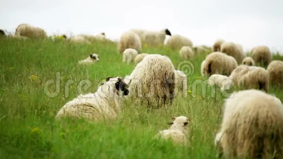 一群在野外放牧的绵羊视频的预览图