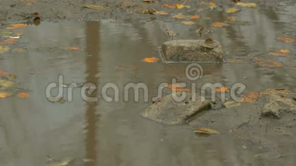 秋天的黄叶浮在水池里是石头视频的预览图