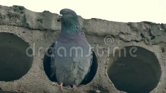灰野鸽鸟坐在水泥板上视频的预览图