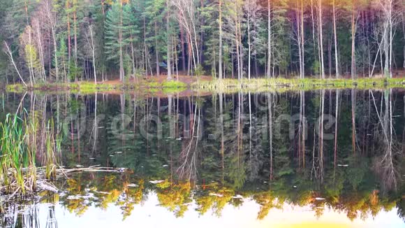 日落时美丽的野生森林和湖泊视频的预览图