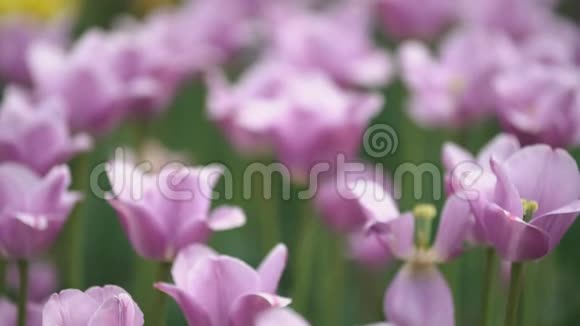 田野上的紫色郁金香视频的预览图