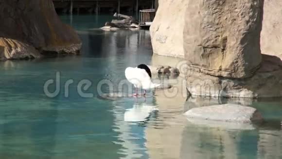 黑颈天鹅水禽清洁羽毛视频的预览图