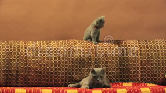 可爱的小猫在沙发上探索视频的预览图