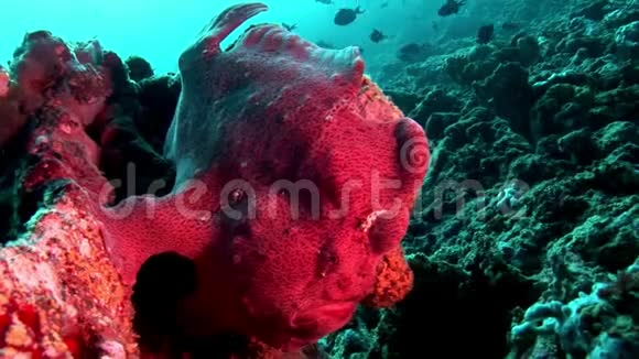 马尔代夫海底鱼钓鱼红特写宏观视频视频的预览图