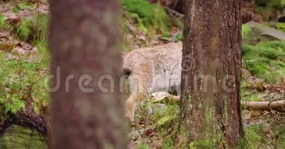 欧洲幼崽在森林里行走视频的预览图
