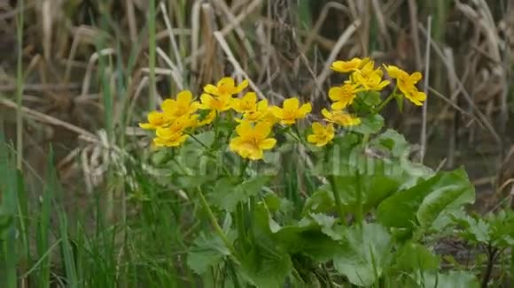 沼泽中的黄色花朵在花丛上的黄色花朵牛油果的长矛视频的预览图
