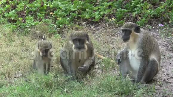 一家猴子在找食物视频的预览图