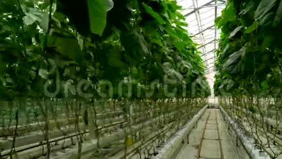 采用滴灌法在温室内种植黄瓜相机动作平稳视频的预览图