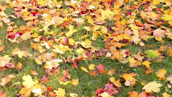 公园里的秋叶视频的预览图