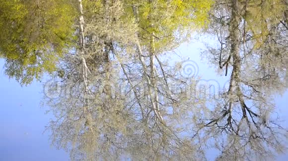 春天在湖水中倒映着树木视频的预览图