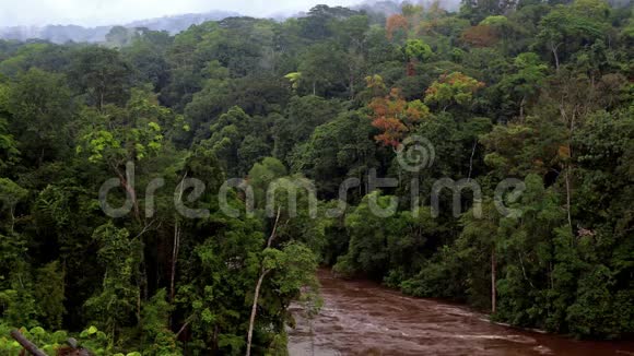 隐藏在热带丛林树木中的河流视频的预览图