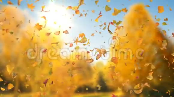 秋季落叶旁道1080p现实落叶视频背景循环视频的预览图