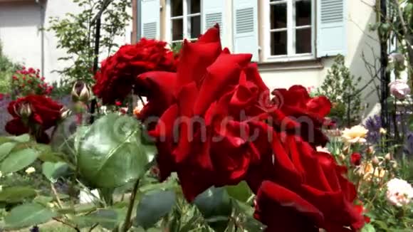 生动的红玫瑰在小花园里开花视频的预览图
