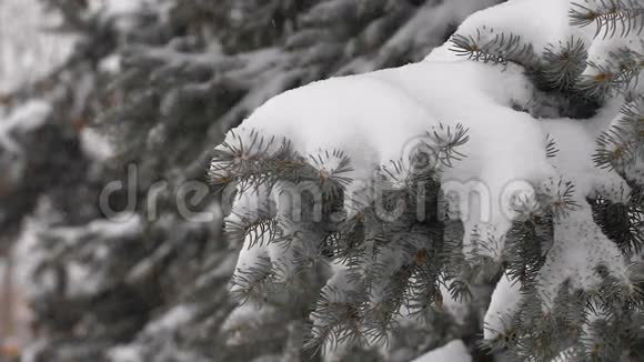 大雪纷飞雪覆盖松树枝视频的预览图