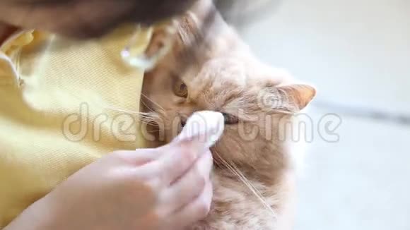 特写女性清洁猫眼视频的预览图