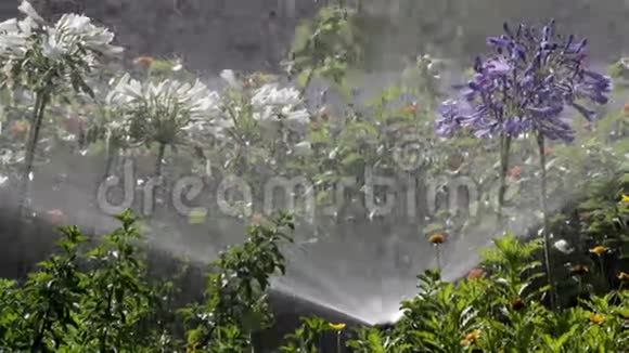 花园灌溉喷雾浇水花坛视频的预览图