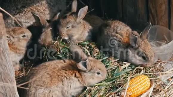 美丽有趣的小兔子幼崽和他们的妈妈在农场的笼子里吃草视频的预览图