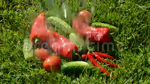 在草地上洗黄瓜和红辣椒视频的预览图