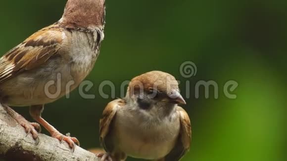 两只菲律宾玛雅鸟欧亚树麻雀或帕瑟蒙塔纳斯栖息在树枝上寻找食物视频的预览图